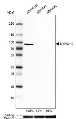 DYNC1I2 Antibody, Novus Biologicals:Antibodies:Primary Antibodies